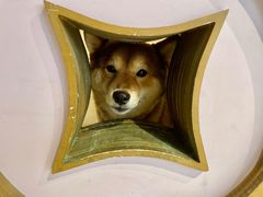 -柴务处·柴犬主题狗咖