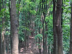 -东莞市大岭山森林公园