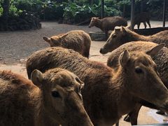 -海南热带野生动植物园