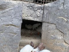 -栾川竹海野生动物园