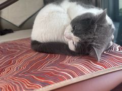 -天使宠物医院·犬猫分诊(彩虹店)