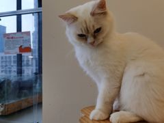 -怪兽屋·羊驼·猫咖·狗咖(俊华广场店)