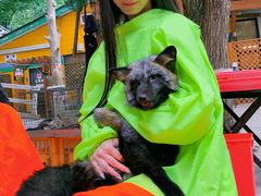 -宫城藏王狐狸村