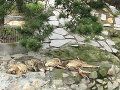 -西霞口神雕山野生动物世界