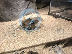 -zoonana室内动物园(东方福来德店)