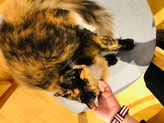 -藏猫猫咖啡主题馆(中央大道店)