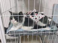 -联萌宠物医院(猫病专科)