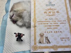 -博特宠物医院24h犬猫全科.骨科·异宠