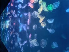 -烟台海昌鲸鲨海洋公园