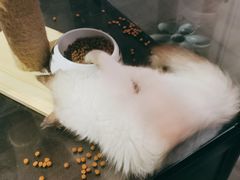 -十年猫舍·猫咪专门店(普陀店)