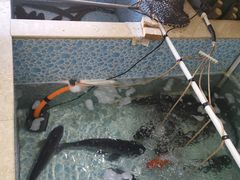 -宁记柴火灶台鱼·全鱼宴(龙源小区店)