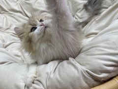 -十月米努特矮脚猫舍