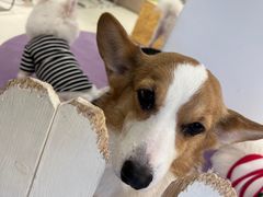 -怪兽屋·羊驼·猫咖·狗咖(俊华广场店)