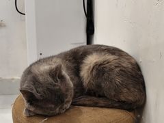 -楼上猫咖(罗湖店)