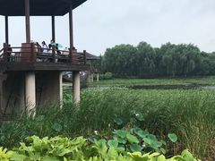 -荷塘月色湿地公园·向阳花洲