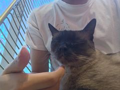 -藏猫猫咖啡主题馆(中央大道店)