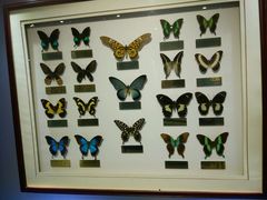 -上海昆虫博物馆