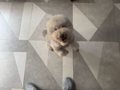 -久久宠物(河东万达店)