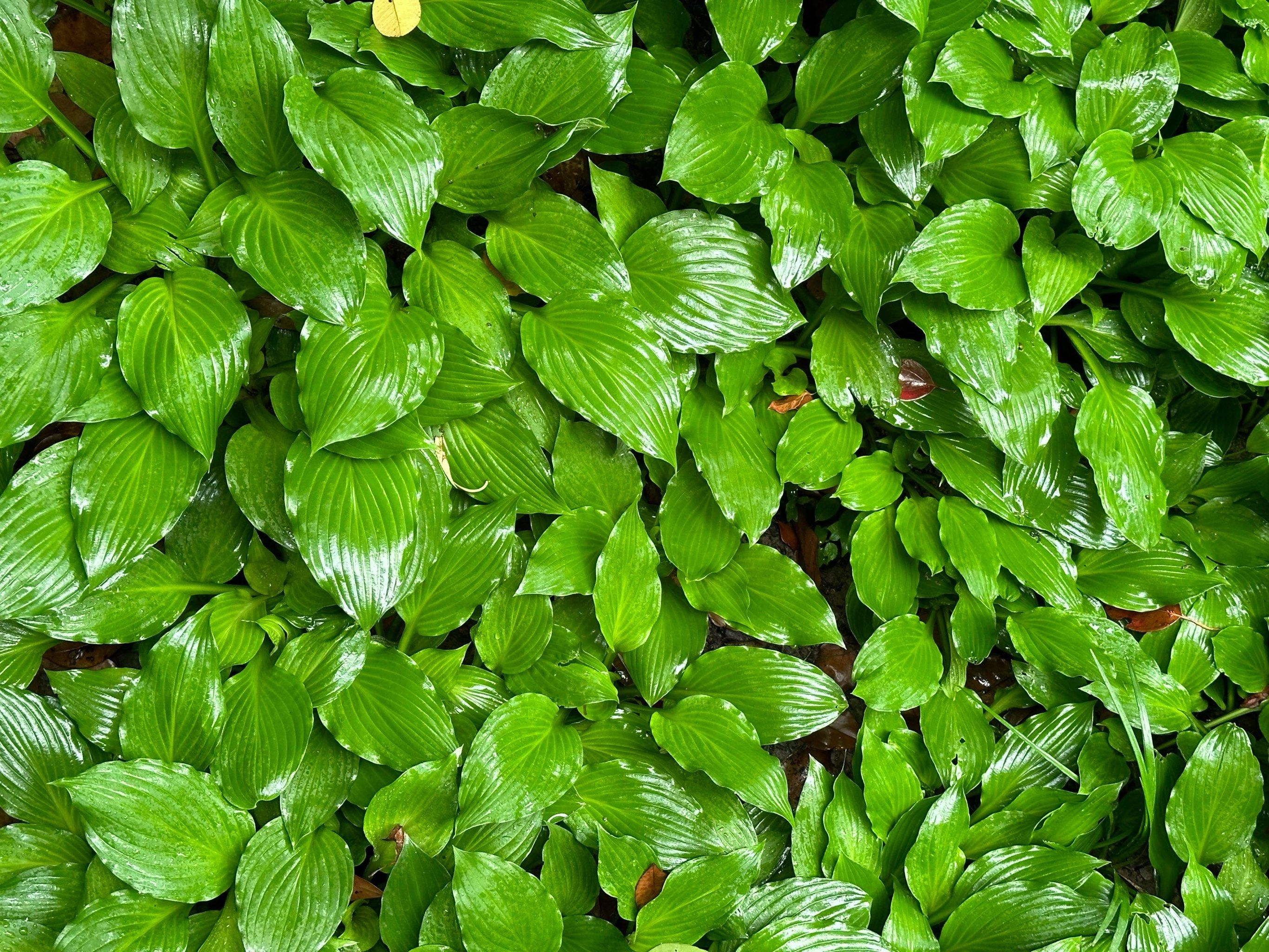 0元玩转这座城下着小雨,撑伞在雨中散步,绿色的树叶映得油亮,推荐来