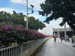 -珠江夜游广州塔·中大码头