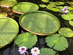 -国家植物园南园