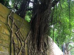 -九龙公园