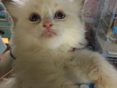 -十年猫舍·猫咪专门店(普陀店)