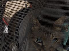 -瑞鹏宠物医院·骨科·猫科·内科(第一中心)