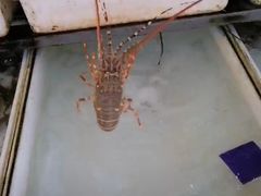 -拉威海鲜市场