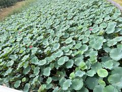 -大兴滨河森林公园