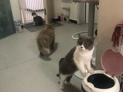 -我爱猫咪·猫咖·狗咖·安哥拉兔·羊驼咖(小寨华旗店)