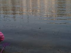 -两河城市森林公园