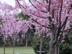 -顾村公园