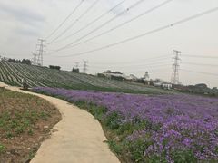 -紫颐香薰山谷景区