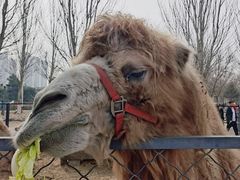 -长白岛森林公园