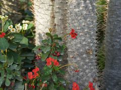 -国家植物园南园