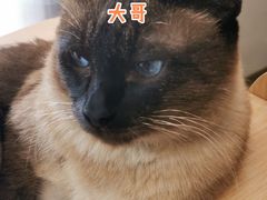 -飞行喵MR PILOT|猫舍·猫咖(静安大融城店)