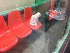 -猫咪博物馆(顶澳仔猫街店)