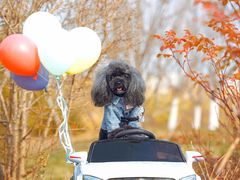 -超宠爱宠物摄影-Super pet