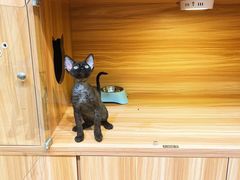 -猫十亿·布偶金渐层·曼基康矮脚猫舍(青年路店)