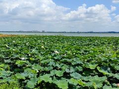 -七的湖·晚芳亭·阳澄湖农家菜·大闸蟹(莲花岛店)