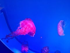 -锅圈食汇火锅烧烤食材超市(黄浦江路店)