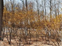 -大兴滨河森林公园