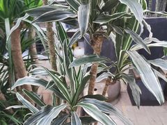 -秦美花卉(天朗·莱茵小城2期店)