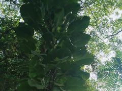-云溪植物园
