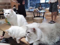 -瞄一喵猫咖(格力海岸店)