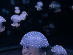 -欢乐海岸海洋奇梦馆