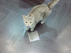 -猫色咖啡·猫咖