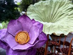 -苏渝汇重庆江湖菜(桐泾公园店)