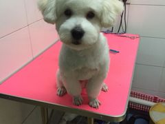 -喵宠乐园·撸猫互动·猫舍